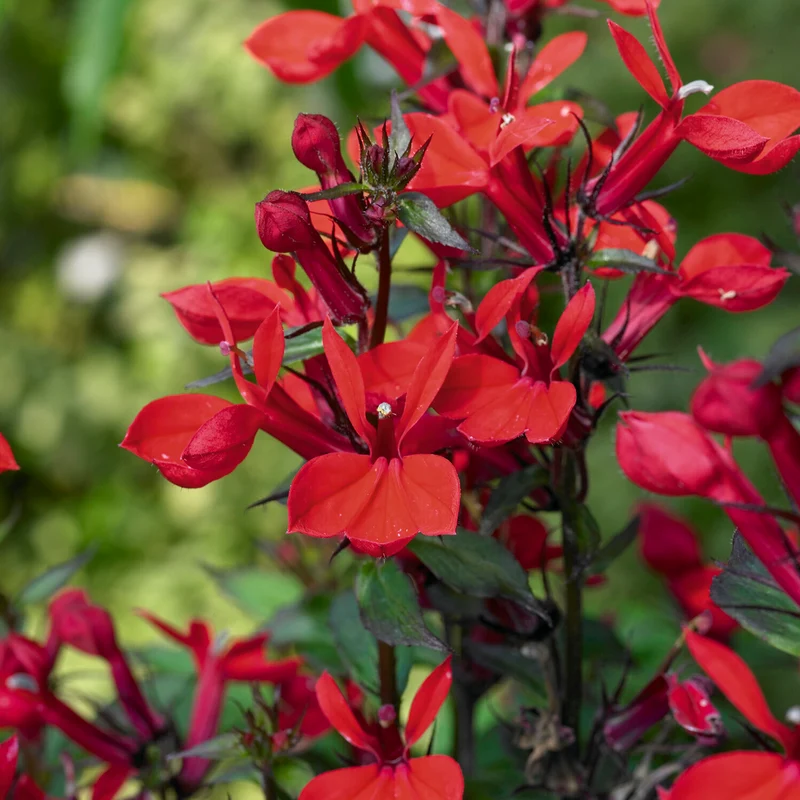 Lobelie 'Queen Victoria'