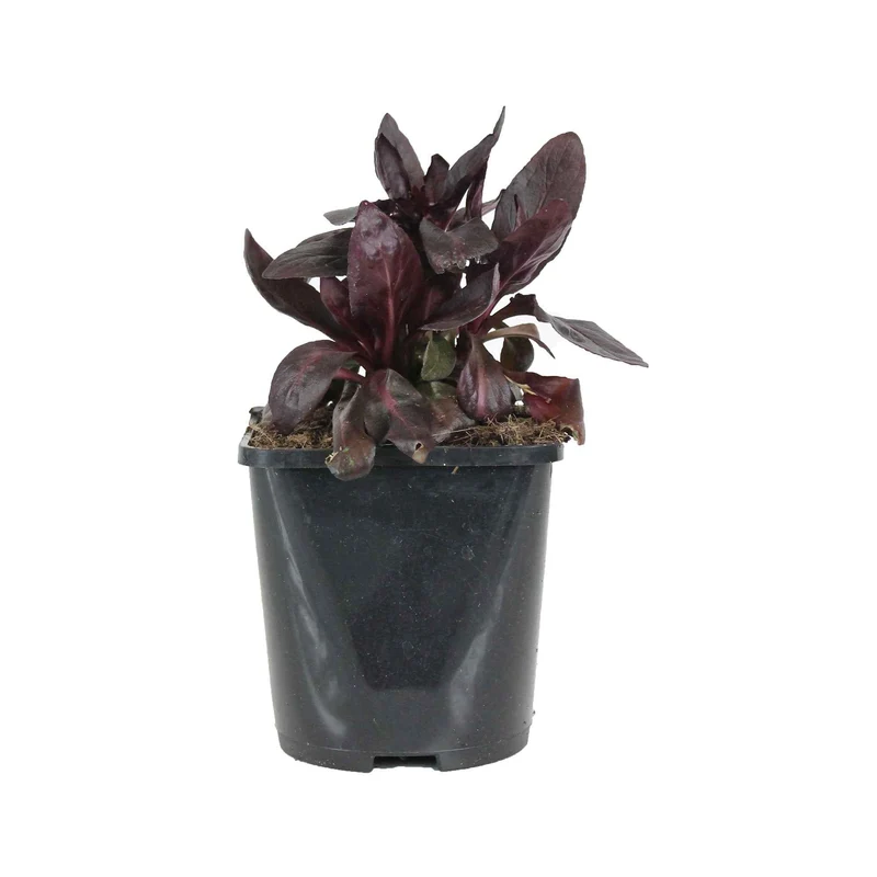 Lobelie 'Queen Victoria'