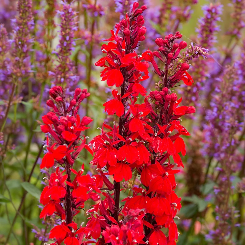Lobelie 'Queen Victoria'