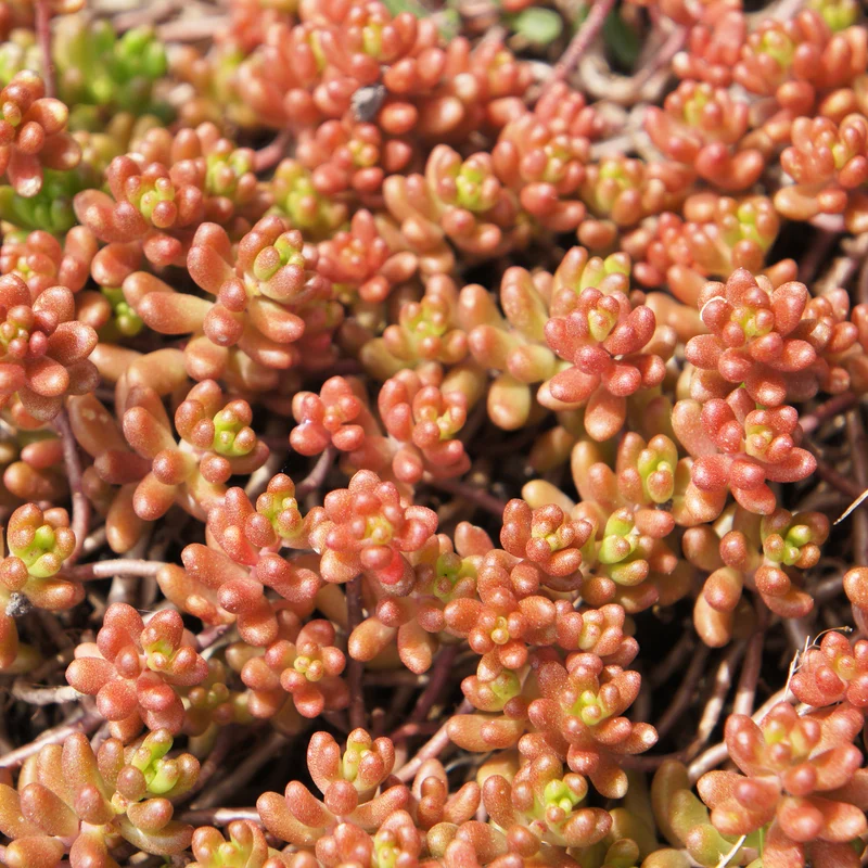Mauerpfeffer 'Coral Carpet'