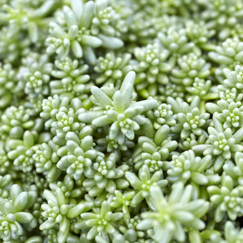 Mauerpfeffer 'Coral Carpet'