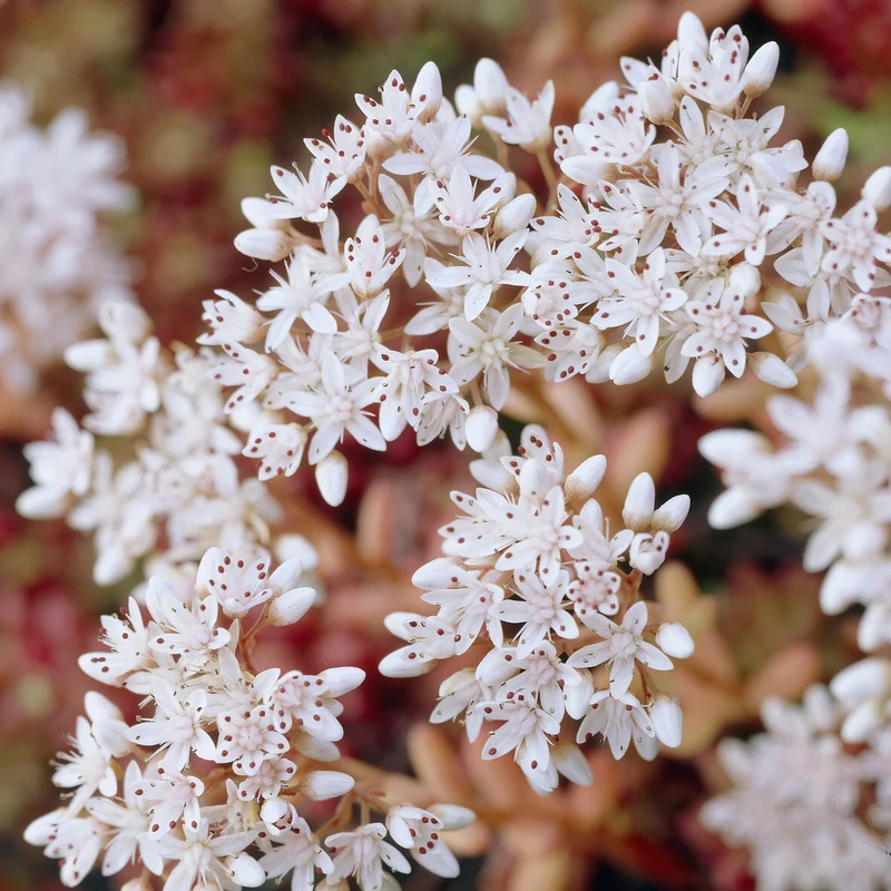 Mauerpfeffer 'Coral Carpet'