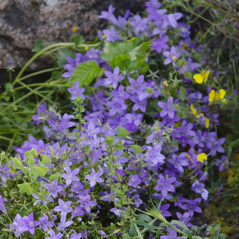 Mauer-Glockenblume