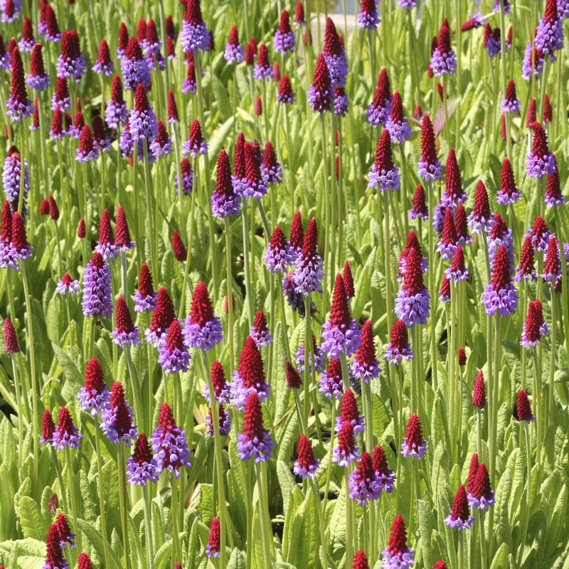 Orchideen-Primel