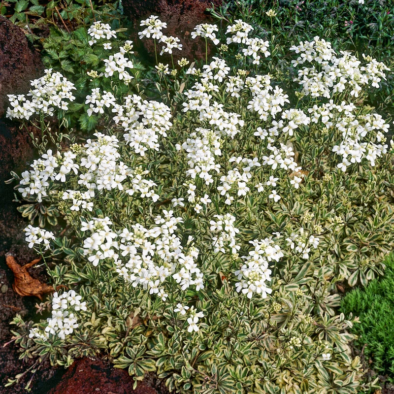 Polster-Gänsekresse ‘Variegata’
