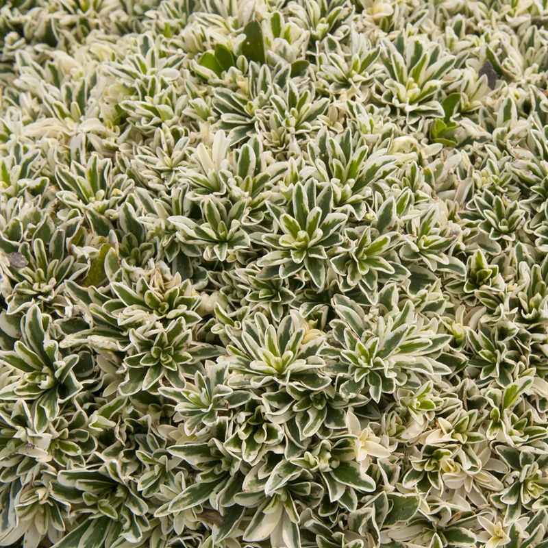 Polster-Gänsekresse ‘Variegata’