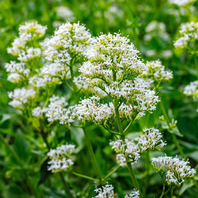 Weiße Spornblume