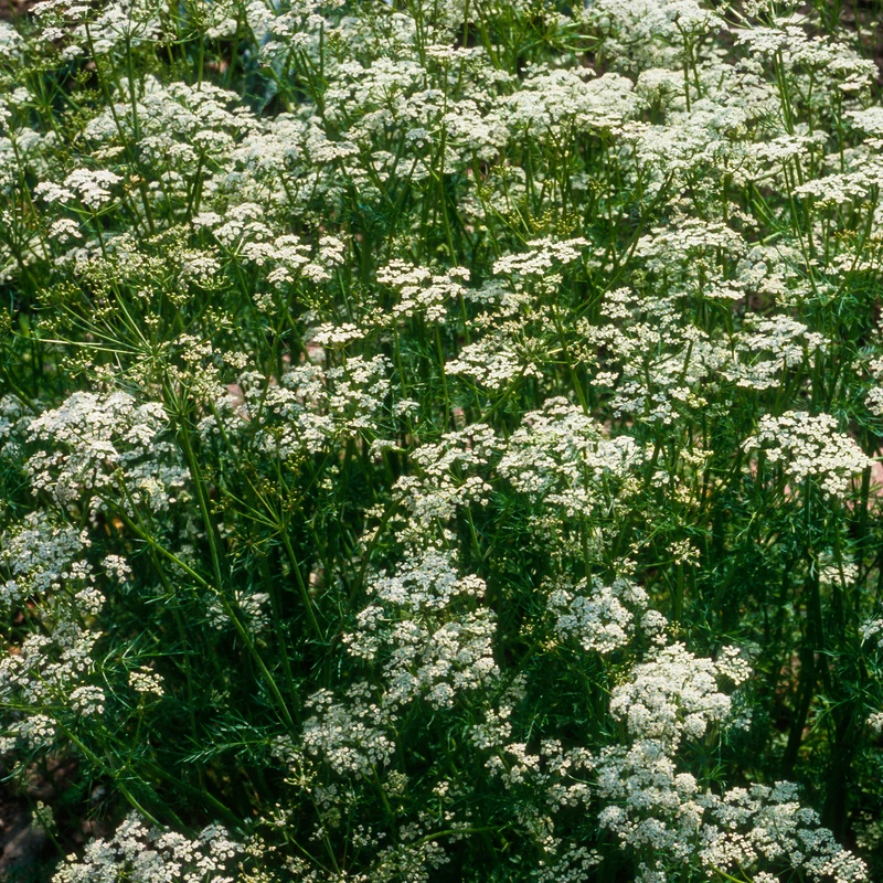 Wiesen-Kümmel