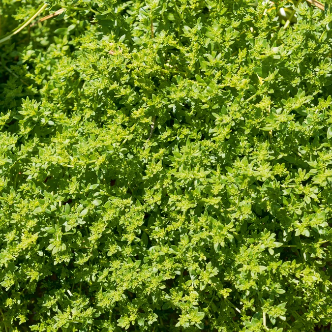 Kahles Bruchkraut