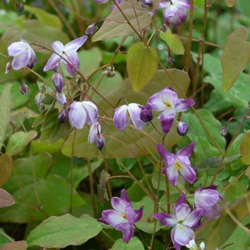 Blume der Elfen Merlin