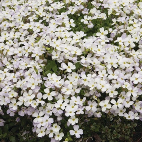 Blaukissen 'Regado White'