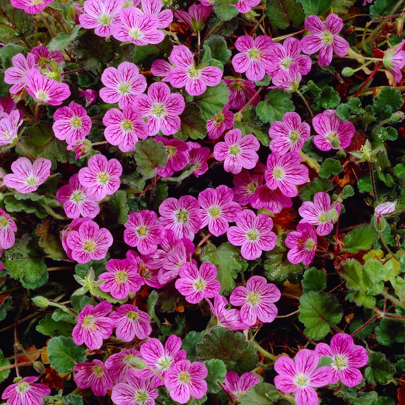 Reiherschnabel 'Bishop's Form'