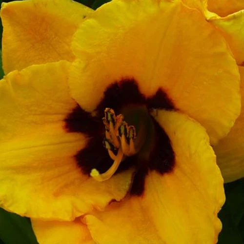 Hemerocallis Blackberry Candy Eintagslilie