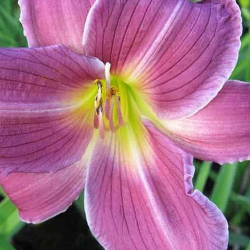 Hemerocallis Indian Giver Lilie eines Tages