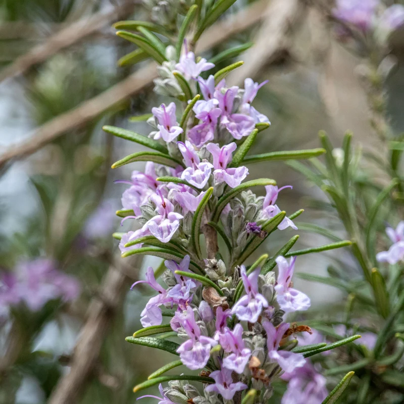 Rosmarin Majorca Pink