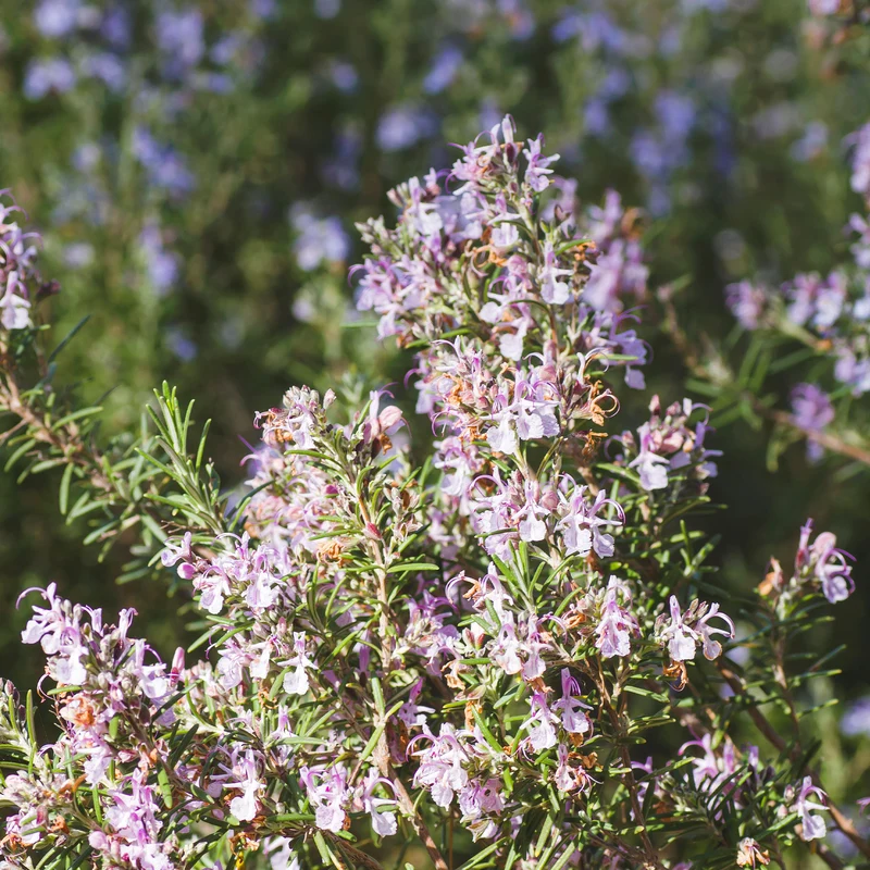 Rosmarin Majorca Pink