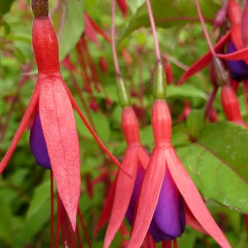 Winterharte Fuchsie mit Purpurblättern