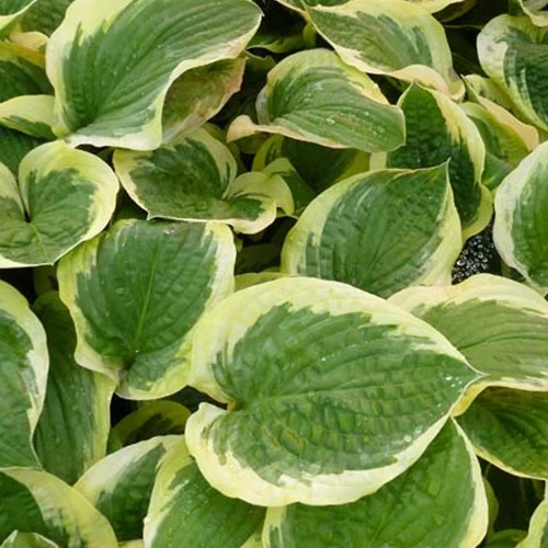 Hosta Formal Attire Funkia