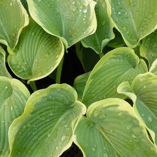 Hosta American Halo Funkia