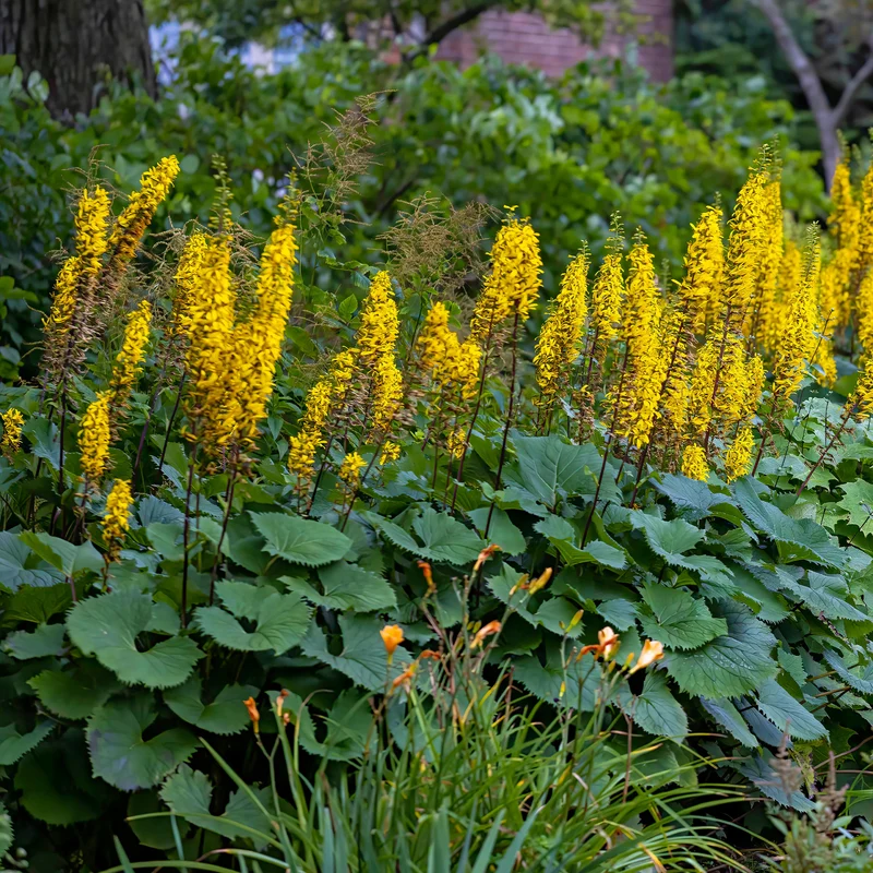 Ligularie ‘The Rocket’