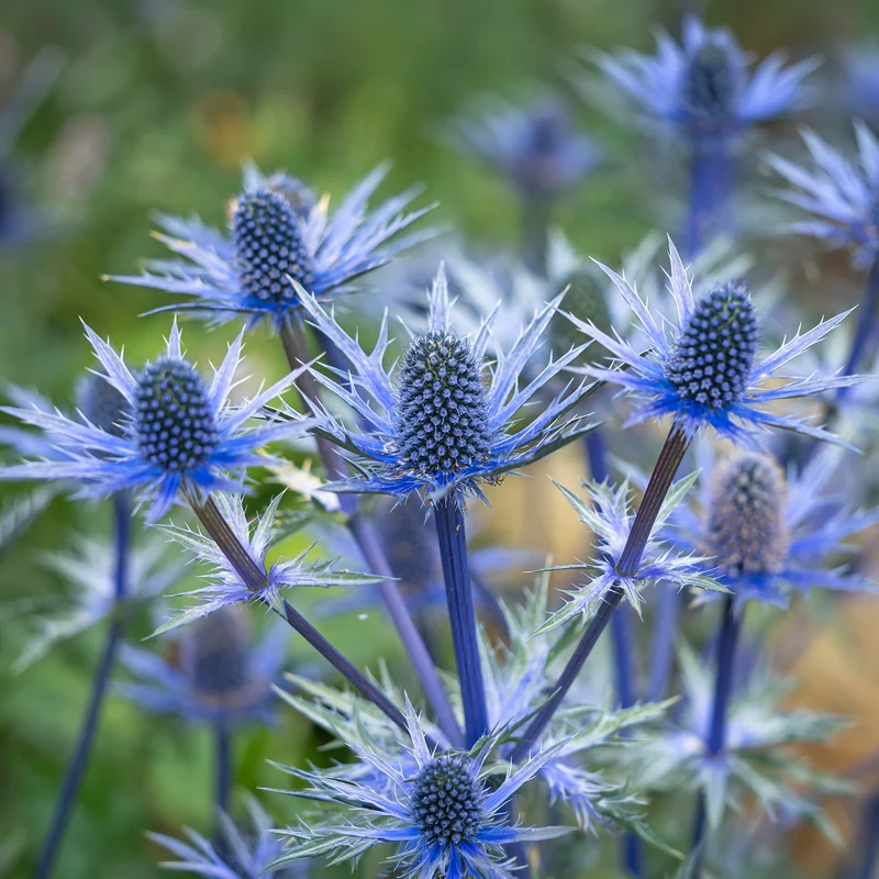 Blaue Edeldistel Big Blue
