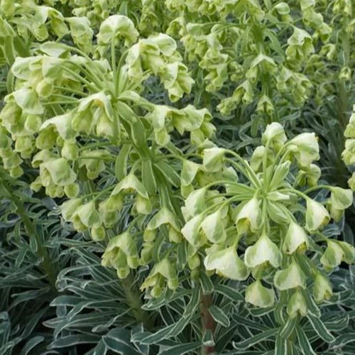 Wolfsmilch ‘Glacier Blue’