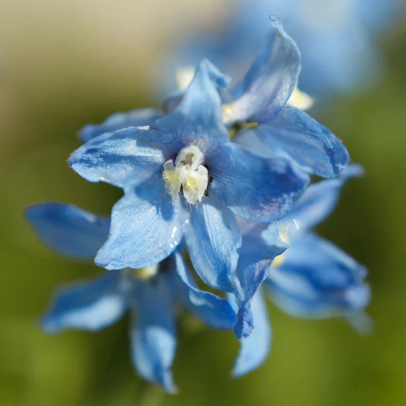 Verzweigter Rittersporn 'Cliveden Beauty'
