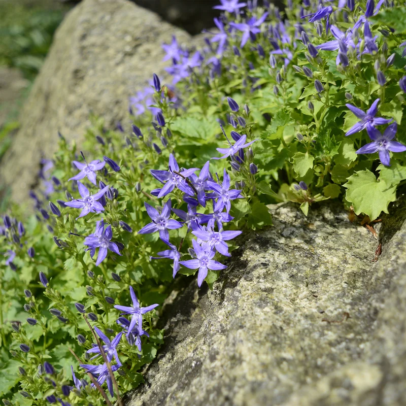 Glockenblume