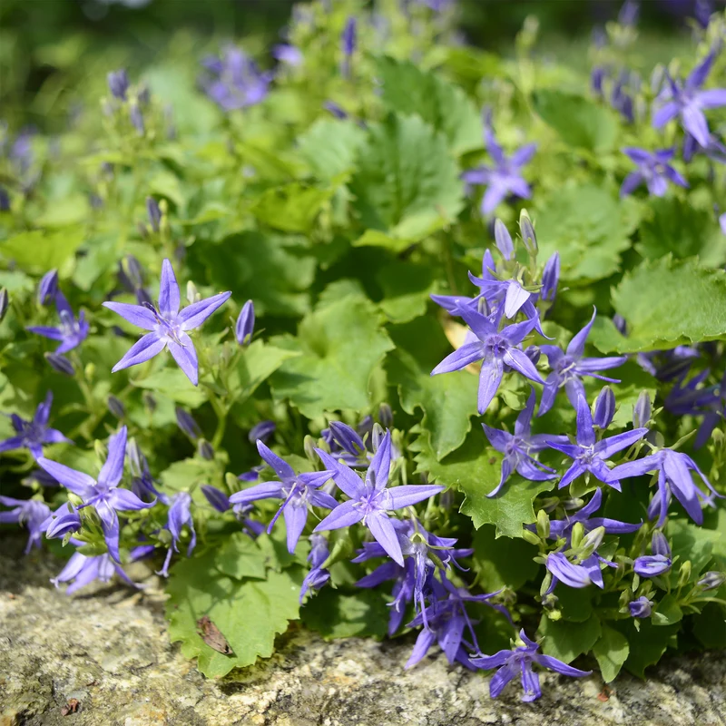 Glockenblume