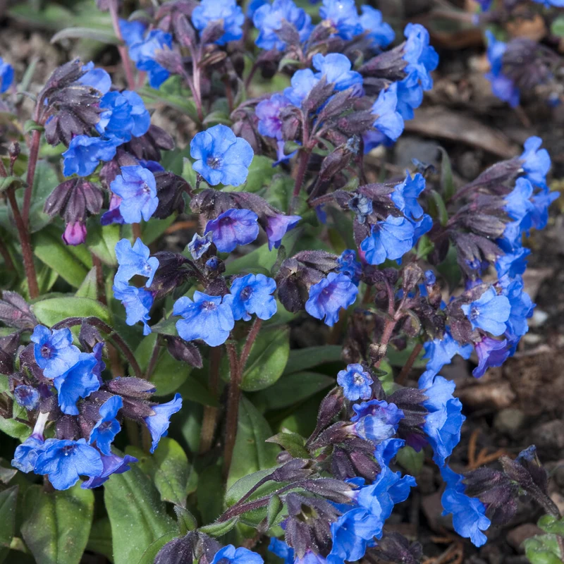 Lungenkraut 'Blue Ensign'