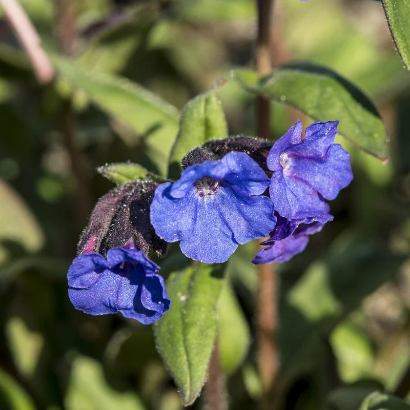 Lungenkraut 'Blue Ensign'