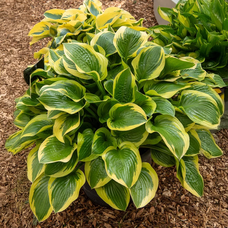 Funkie 'Queen Josephine'