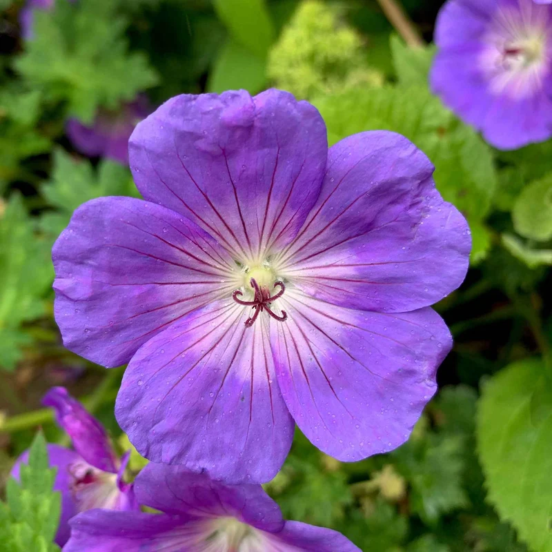 Storchschnabel 'Rozanne'