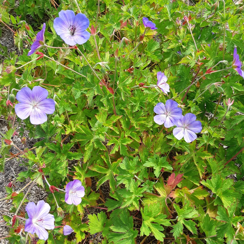 Storchschnabel 'Rozanne'