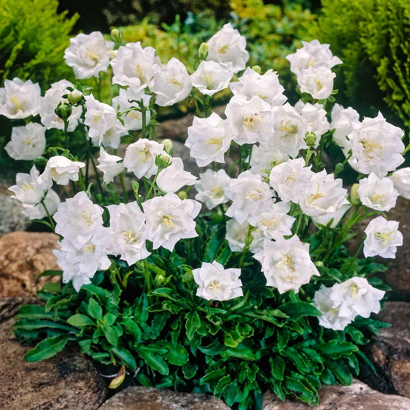 Karpaten-Glockenblume 'Alba'