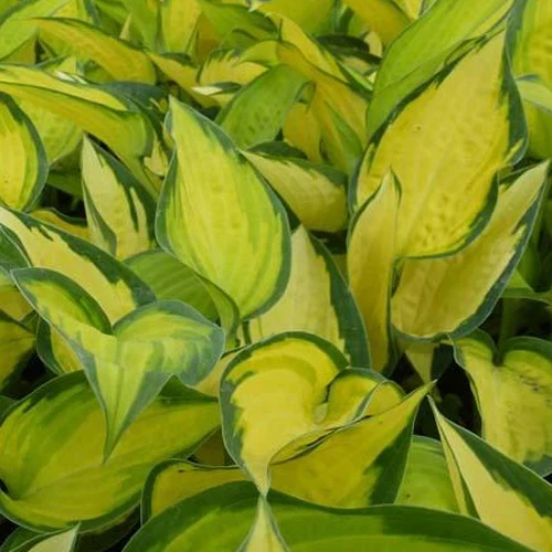 Hosta Orange Marmelade Funkia