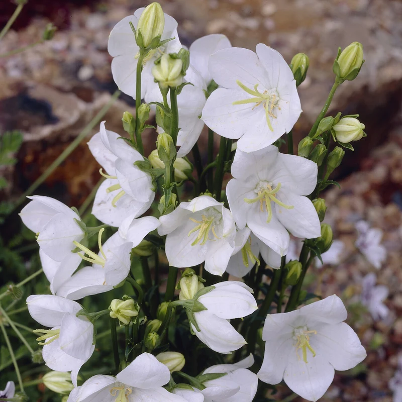 Pfirsichblättrige Glockenblume Alba