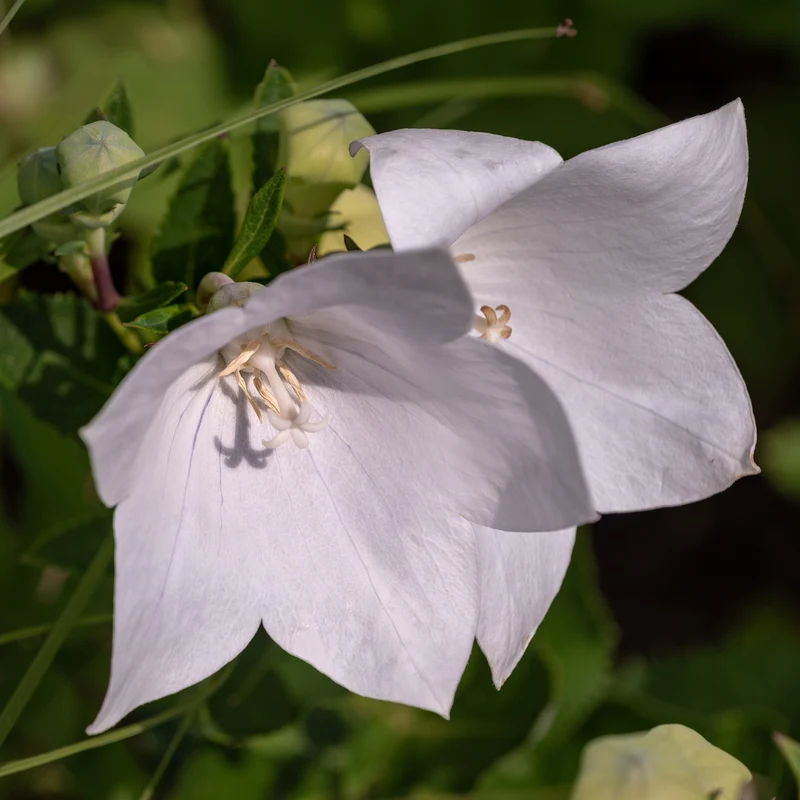 Pfirsichblättrige Glockenblume Alba