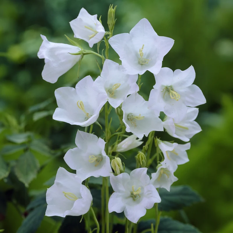 Pfirsichblättrige Glockenblume Alba