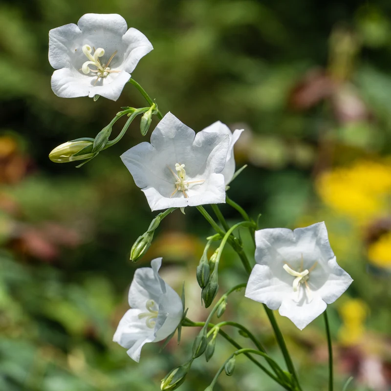 Pfirsichblättrige Glockenblume Alba