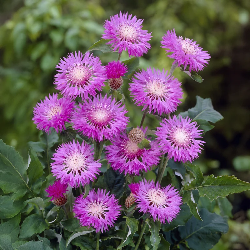 Weißblättrige Flockenblume John Coutts