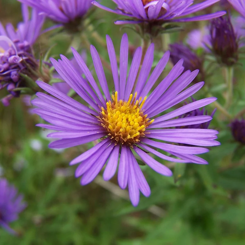 Kissen-Aster 'Augenweide'