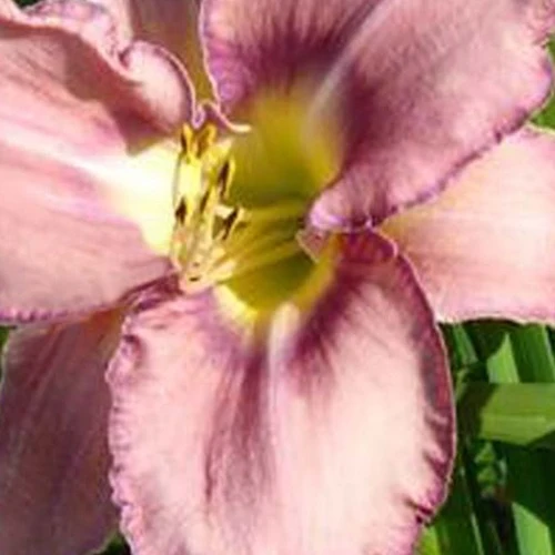 Hemerocallis Mildred Mitchell Lilie für einen Tag