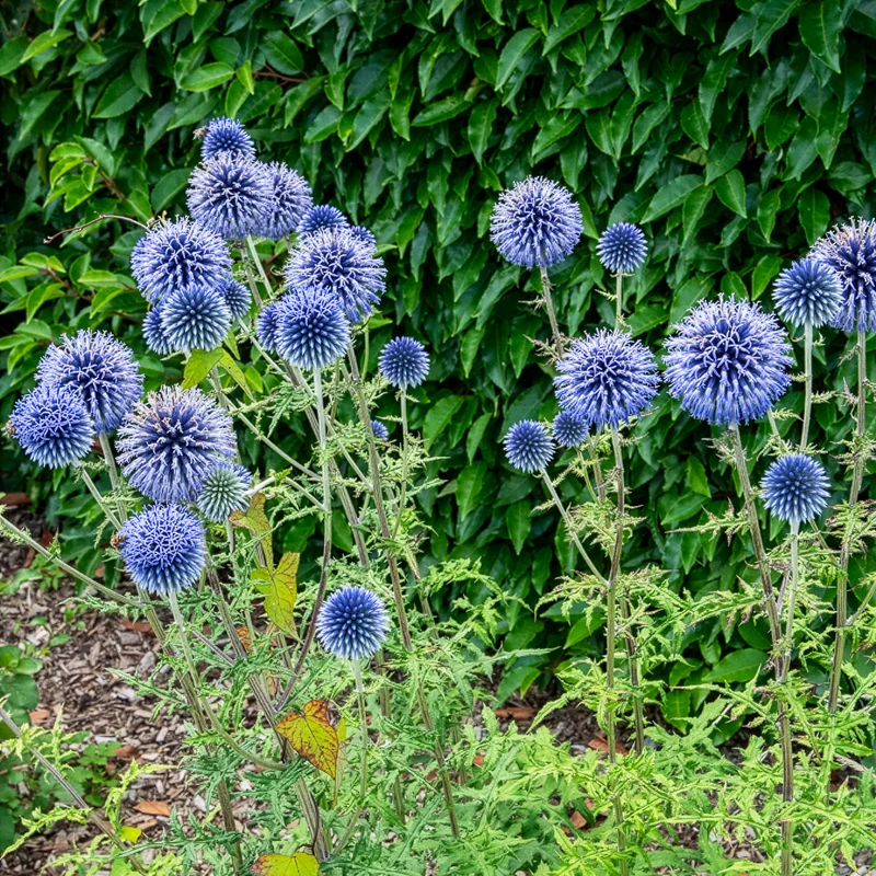 Kugeldistel