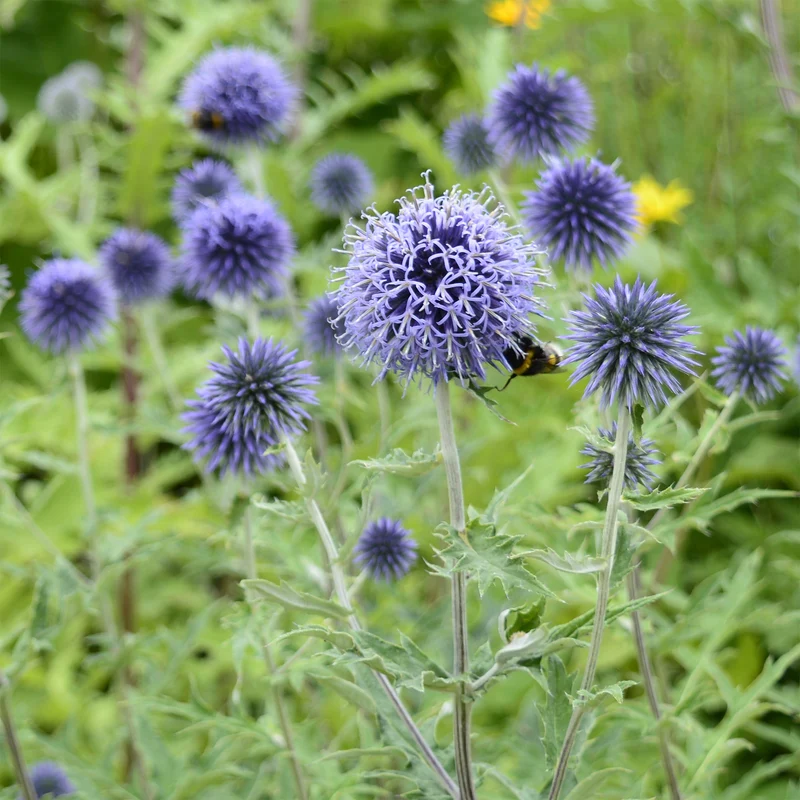 Kugeldistel