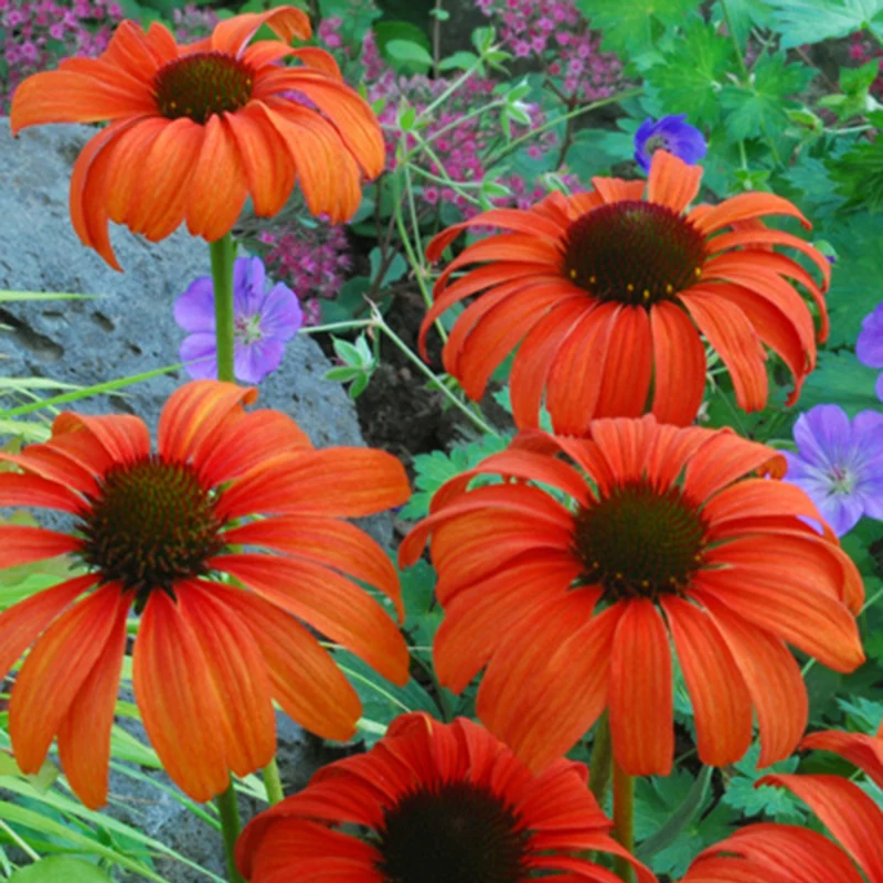 Sonnenhut Tangerine Dream ®