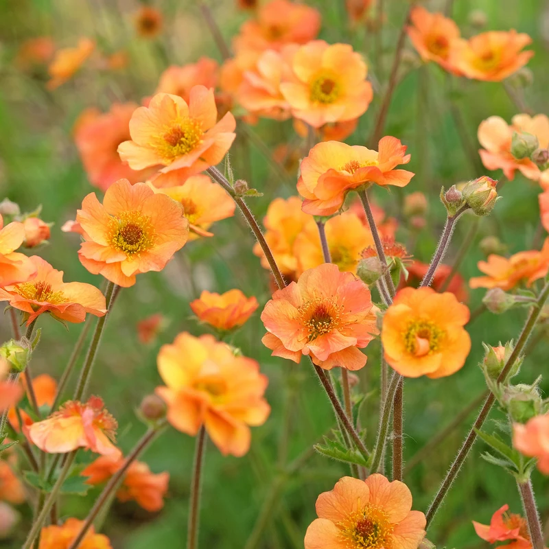 Nelkenwurz ‘Prinses Juliana’
