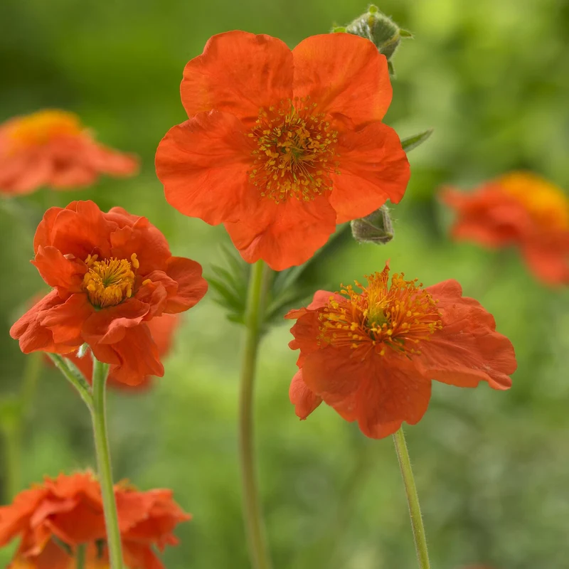 Nelkenwurz 'Borisii'