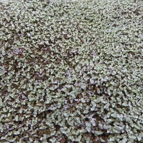 Silberkissen