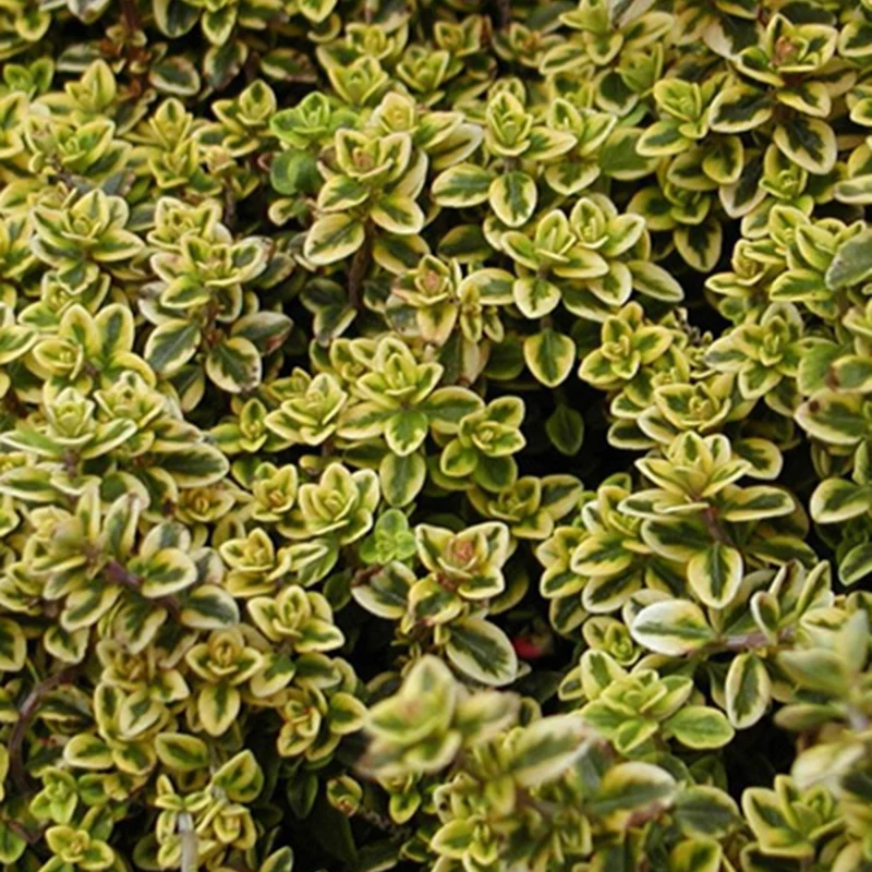 Zitronenthymian ‘Aureus’